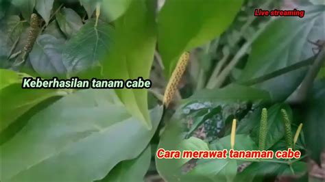 Cara Merawat Tanaman Cabe Agar Untung Besar Bisnis Youtube