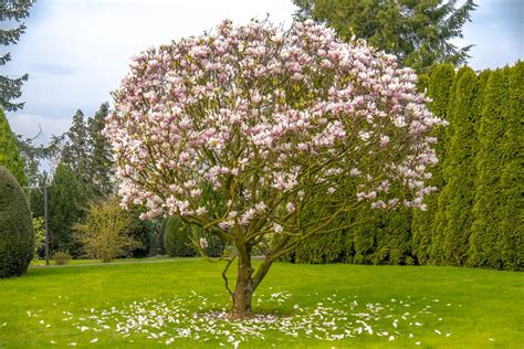 Piante da giardino sempreverdi Le più usate