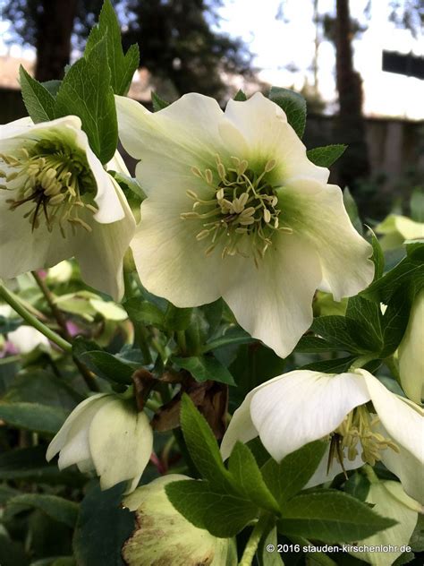 Helleborus X Hybridus White Lady Orientalis Staudengärtnerei