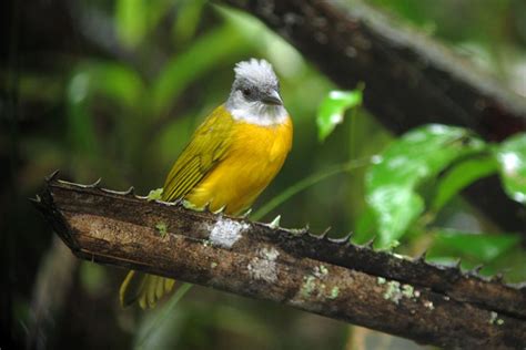 Gray Headed Tanager Eucometis Penicillata Beautiful Birds Bird