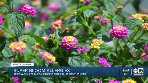 Health Insider Super Bloom Making Allergies Worse This Year Youtube