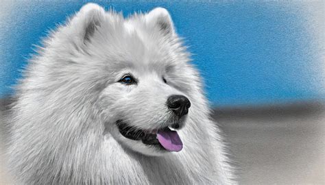 animal dog digital drawing  stock photo public domain pictures