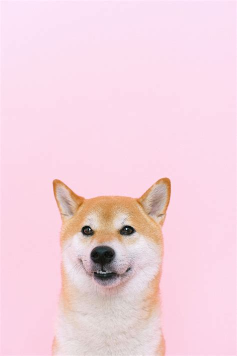 Pink Dog Photos, Download The BEST Free Pink Dog Stock Photos & HD Images