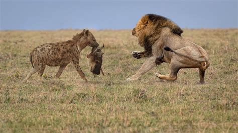 Lion Stealing Food Of Hyenas Youtube