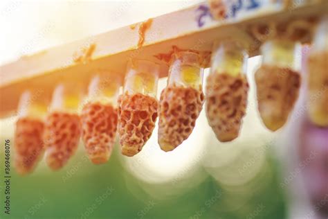 Plastic Queen Cells With Royal Jelly Rebuilt From Wax By Honey Bees On