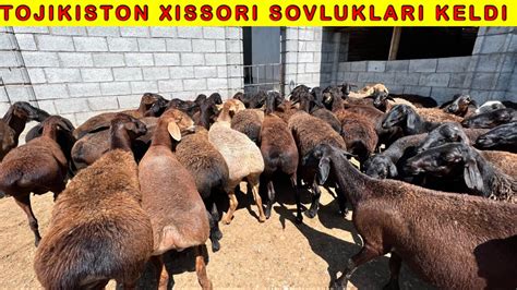 TOJIKISTON XISSORI SOVLUKLAR VA QOZILARI KELDI SHOGIRTGA 33 733 43