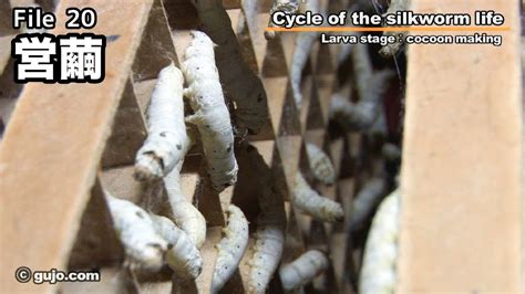 【蚕の一生】cycle Of The Silkworm Life 2033 営繭 Youtube