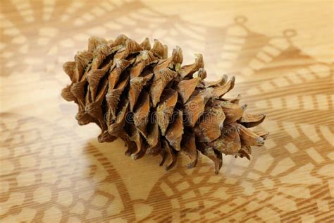 Pine Nut Cone Cedar Nuts Stock Photo Image Of Visualization 244368678