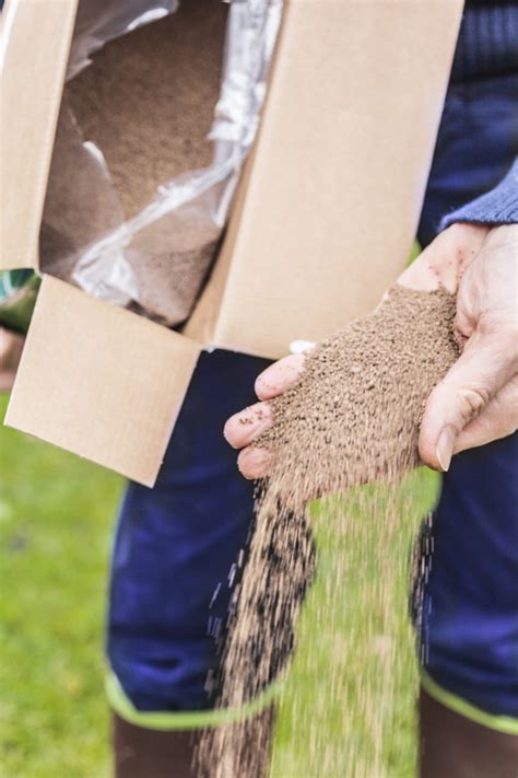 Comment Fertiliser Un Palmier Palmiers Et Compagnie