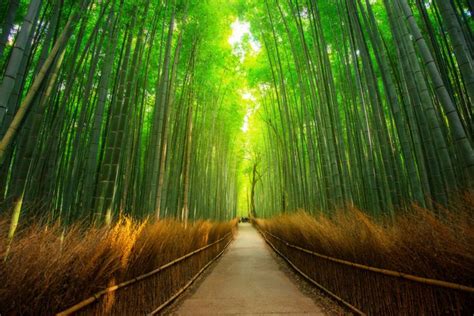 Arashiyama Japan Piriya Photographygetty Images In 2021 Places To