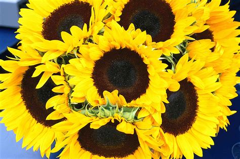 15 Eye-Popping Sunflower Varieties