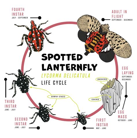 Spotted lanternfly Insects — Cassidy Jenkins