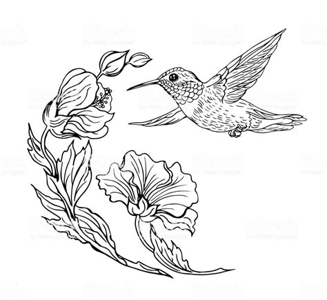 Hummingbird Flower Drawing