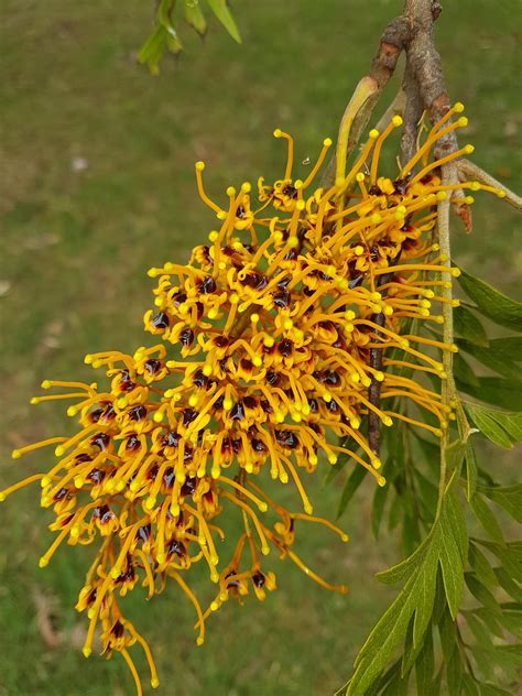 Grevillea Robusta Silky Oak Flower Full Of Nectar Melbourne