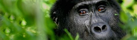 Gorilla | African Wildlife Foundation