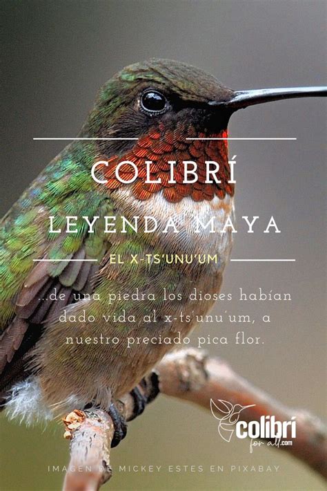 Colibrí Leyenda Maya Imagenes de colibries Leyendas mayas Leyenda