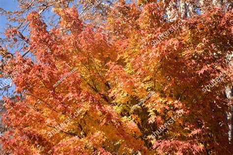 Acer Palmatum Commonly Known As Japanese Maple Palmate Maple Or Smooth Japanese Maple Is A