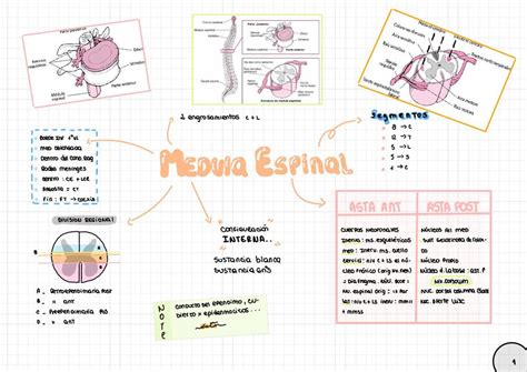 Médula Espinal Agussmednotes Udocz