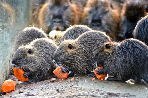 Beavers stock image. Image of feeding, food, eating, rodent - 37118205