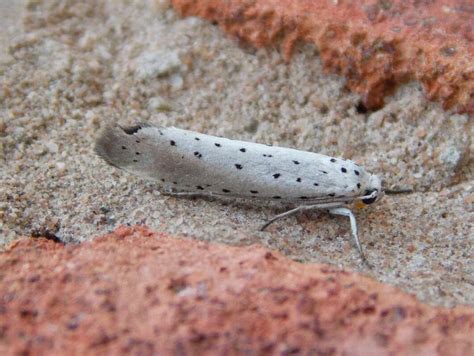 All Other Micro Moths British Nature Guide