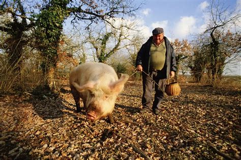 Do Pigs Find Truffles