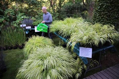 Hakonechloa macra | Plants, Herbs