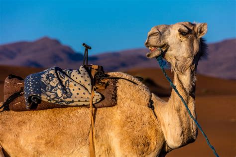 Marrakech Camel Safari | musement