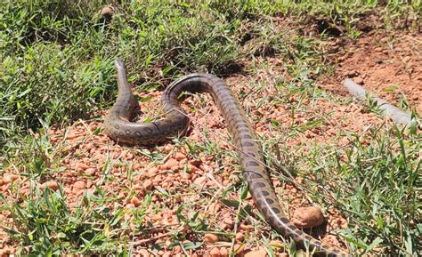 Sucuri amarela de dois metros invade quintal de residência em MS