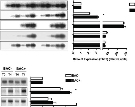 Analysis Of Gene Expression By Semiquantitative Rt Pcr And Quantitative Download Scientific