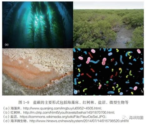 蓝碳概念的形成过程及蓝碳的价值、现状与机遇新浪财经新浪网