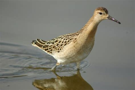 Ruff Birdwatch Ireland