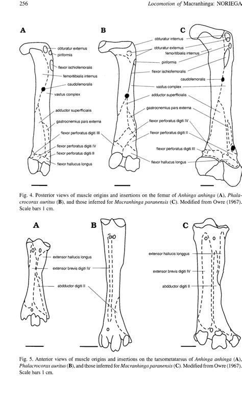 Posterior Views Of Muscle Origins And Insertions On The Femur Of