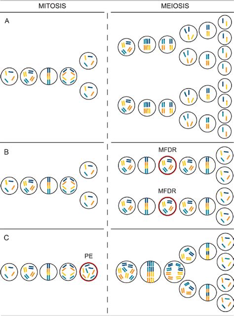 Mitosis And Meiosis For A Diploid Organism With Two Chromosomes A