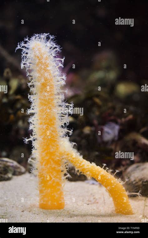 Pluma De Mar Fotografías E Imágenes De Alta Resolución Alamy