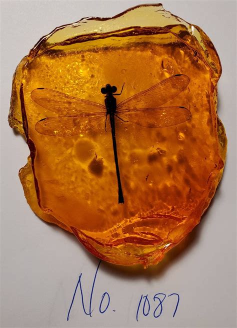 Dragonfly In Amber Resin Size Small Rock For Outlander By Diana