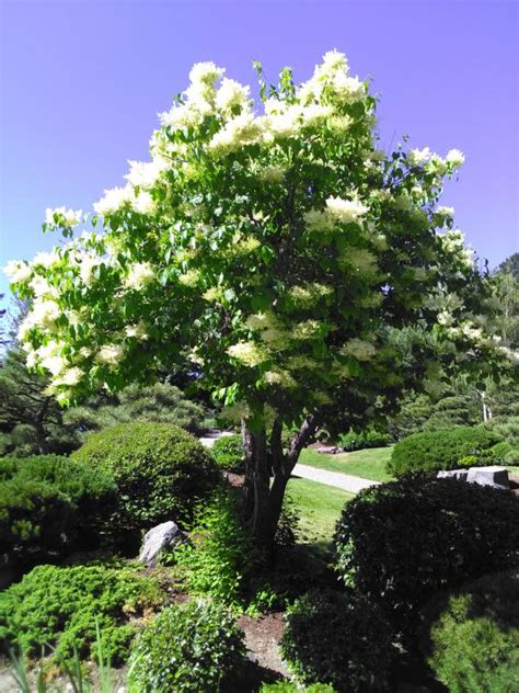 Japanese Tree Lilac