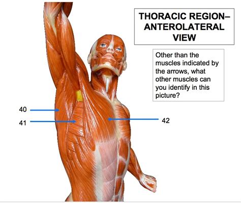 Diagram Of Thoracic Region Muscles Quizlet