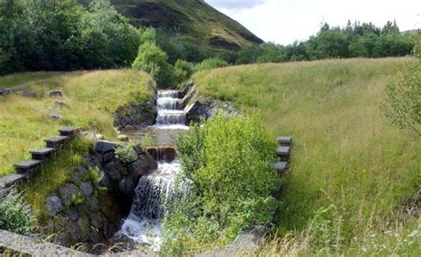 gilfach goch wood woodland trust
