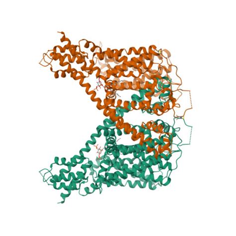 RCSB PDB 6NQ0 Cryo EM Structure Of Human TPC2 Channel In The Ligand