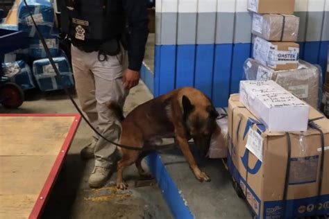 Decomisan droga en una paquetería de Campeche ya son 40 kilos en lo