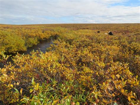 Expansion of tall shrubs points to larger Arctic change story ...