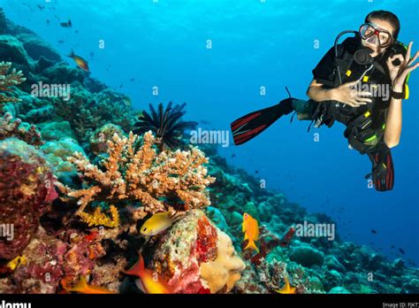 Secretos Ocultos En El Mar Los Misterios De Las Profundidades