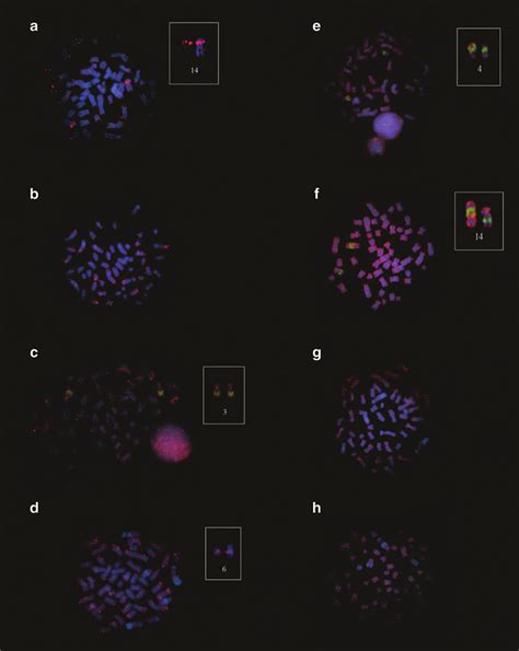 Physical Mapping Of The Retrotransposable Elements Rex1 In Genome Of