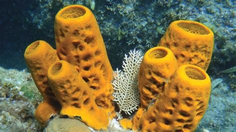 Invertebrates Animals Sponges