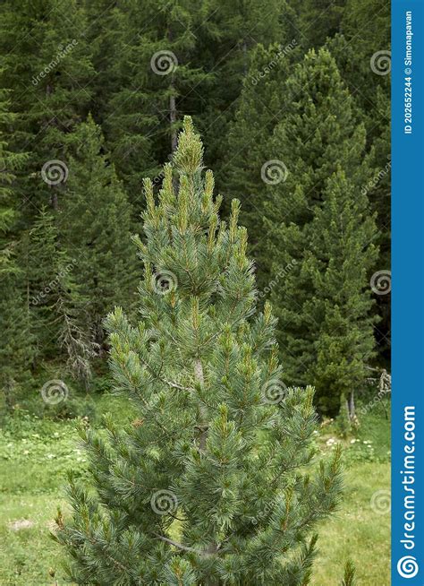 Pinus Cembra Coniferous Trees Stock Photo Image Of Cembra Nature