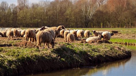 Crescătorii de animale în așteptare Când începe APIA plata ANT zootehnie