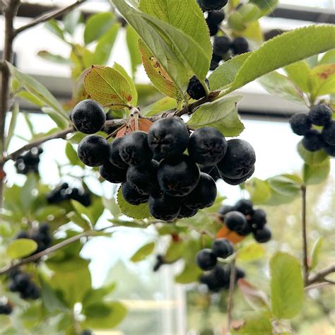 Aronia Prunifolia Nero Find Haveplanter