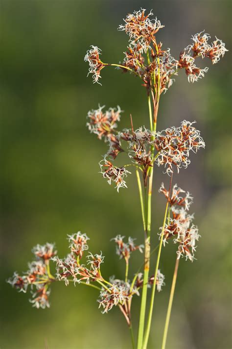 Cladium Jamaicense Sawgrass Everglades National Park Lo Flickr