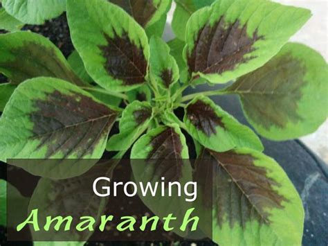 Growing Amaranth How To Grow Amaranth Plant In Your Garden GEEKGARDENER