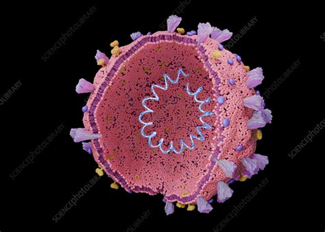 Coronavirus structure, illustration - Stock Image - F042/2351 - Science ...